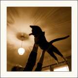 Woody, le chat volant</br>( Best in show )