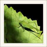 Sur une feuille</br>de vigne