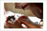 Le petit chat