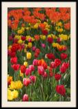 Concours de tulipes</br> au parc floral