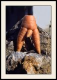 LA carotte.