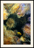 Saint-Malo</br>Aquarium</br>Joli poisson jaune