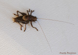 Dark Bush-cricket / Pholidoptera griseoaptera / Buskvrtbitare