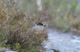 Siberian Jay / Perisoreus infaustus / Lavskrika