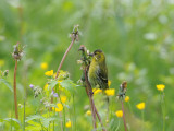 Eurasian Siskin  / Carduelis spinus / Grnsiska