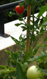 tomates 7/8/9