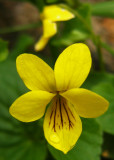 pensée biflore<br><i>Viola biflora</i>