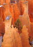 Hoodoos in Bryce Canyon, Bryce Canyon National Park, UT