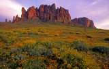 (DES 36) Mexican gold poppies and brittlebush, Lost Dutchman State Park, AZ