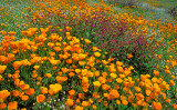 (DES 48) Poppies, popcorn flowers, and four oclocks, Lake Elsinore, CA