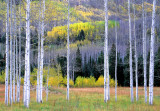 Aspen boles, Maroon Valley, Aspen, CO