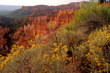 Rabbitbush, Bryce Canyon National Park, UT