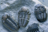 Trilobites: Phacops rana, Devonian Silica Shale, Sylvania, OH