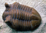 Trilobite: Asaphus cornutus, Ordovician, St. Petersburg, Russia