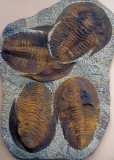 Trilobite: Paradoxides, Cambrian, Anti-Atlas Mountains, Morocco