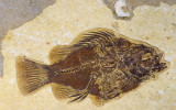 Bass, Priscacara liops, Eocene Green River Formation, Kemmerer, WY
