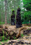 (IG66) Lava tree molds, Lava Tree State Monument, HI