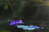 Botanical Gardens Water Lillies & More