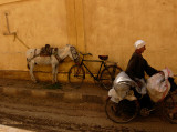 Horses & Donkeys need Care in Egypt