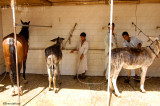 Young boy learns to take care of his donkey.