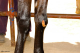 Horses stumble on the pavement