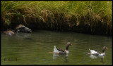 Water Buffelo & Ducks 0410