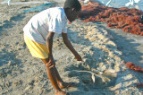 DSC_0482. Stingray