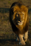 On Safari - Port Elizabeth, South Africa - Evening