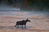 DSC_0020. Moose In The Mist IV - Errol, NH