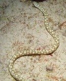 IMG_2729 eel.jpg