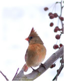 Female Northern Cardinal is a year round resident of PA.