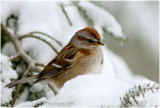 American Tree Sparrow is a winter visitor; here in a northern hemlock tree.