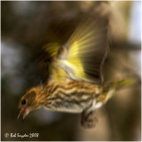Pine Siskins are called an irruptive species as they move unpredictably, based availability of their food sources.
