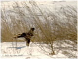 The forehead is white and the legs are feathered to the toes.