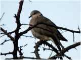 CapeTurtle-doves are as plentiful as Mourning Doves are in the US