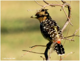 Crested Barbet is a colorful subject with yellow and red contrasting with black and a crest.