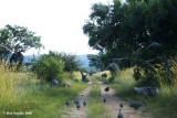 Reluctant to fly very far, the guineas keep in front of the vehicle, gradually filtering into the grass.