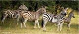 Plains  or Burchells Zebras have stripes extending across the belly.  No two animals have the same pattern of stripes.