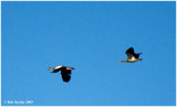 Egyptian Goose pair flying over our vehicle.