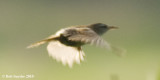 Marsh Wren flies quickly over the cattails.