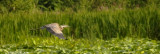 Great Blue Heron entering the marsh.