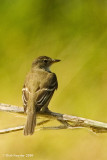 Willow Flycatcher, back view.