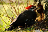 The same bird returned on Day 2 and began drilling holes in the remaining living trunk of the birch.