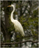 Great Egret, Julian Wetlands, Julian, PA