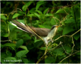 Cuckoo trying a smaller twig: lilac twigs dont snap easily!