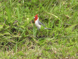 Red-crested Cardinal