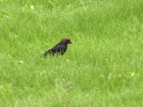 Brown-headed Cowbird