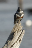 Belted Kingfisher (female)