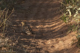 Double-banded Grass Grouse