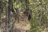 Nyala (female)